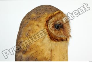 Barn owl - Tyto alba  0089